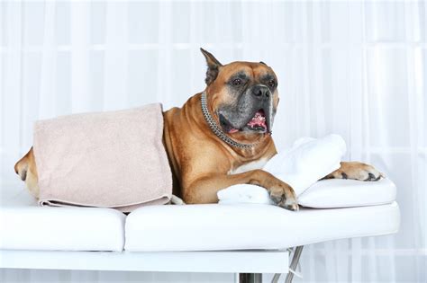 How to massage your dog | Animal Wellness Magazine