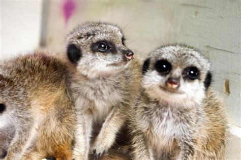 Meerkat pups by jonnyXbrainless on DeviantArt