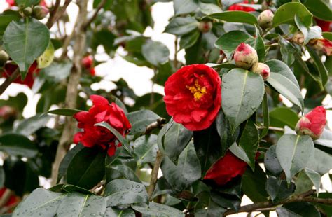 Camellia Japonica Red - Black Bridge Nurseries