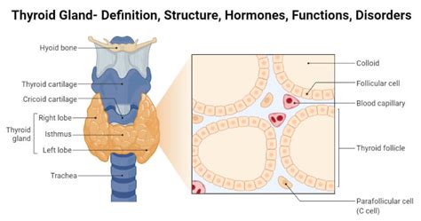 Thyroid Gland- Definition, Structure, Hormones, Functions, Disorders