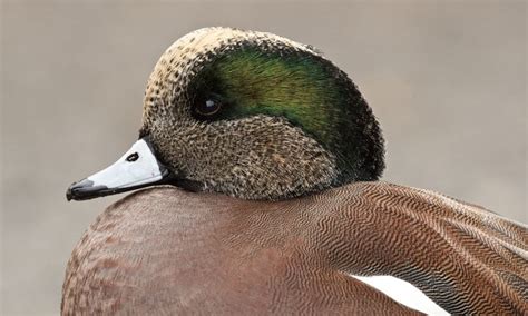 a close up of a duck with green and brown feathers