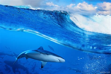 Shark Underwater Wallpaper download - Wave HD Wallpaper - Appraw