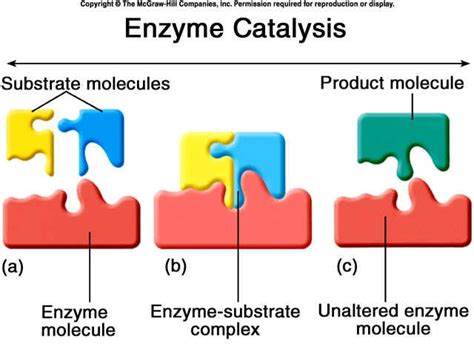 Enzyme Catalysis | Biologie - Gallery of Biology Icons | Pinterest
