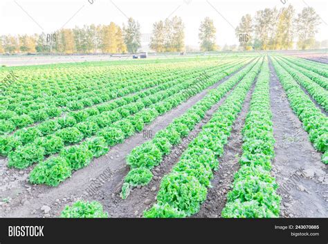 Lettuce Farm Ready Image & Photo (Free Trial) | Bigstock