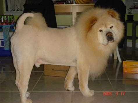 Chow Chow Looks Like Lion