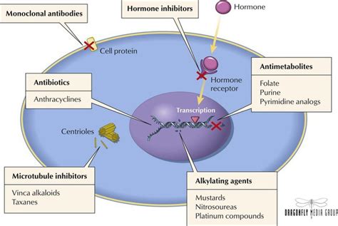 Drugs Used in Neoplastic Disorders | Basicmedical Key