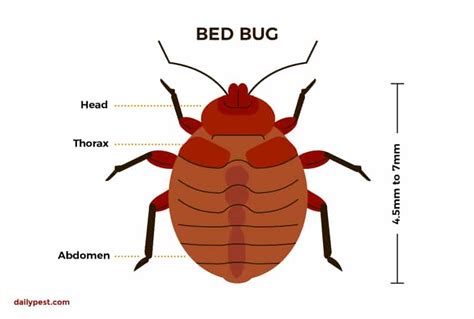 [View 20+] Bed Bug Long Antennae