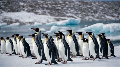 Discover the Fascinating World of Different Kinds of Penguins