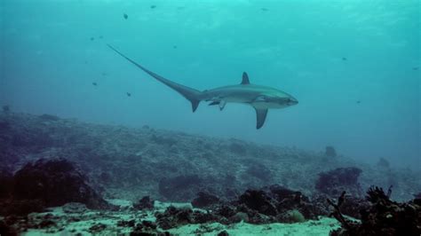 Photo captures rare shark birth on camera | Fox News