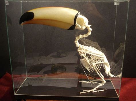 Everyone Is Suddenly Realizing Toucans Are Weirder Than They Thought Thanks To A Viral Thread ...