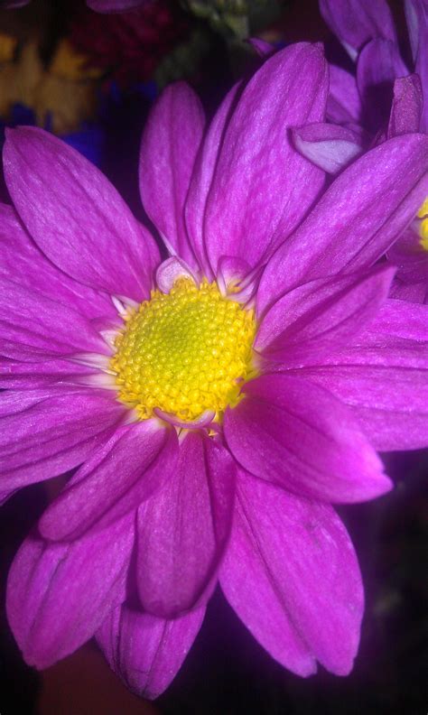 purple love (With images) | Purple love, Flowers photography