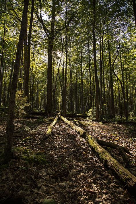 Day Hiking + Backpacking: Our Go-To Trails in the Allegheny National Forest — Allegheny ...