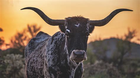 Longhorn Sunset Photograph by Saija Lehtonen - Pixels