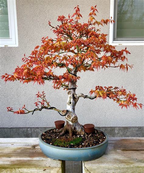 KATSURA TREE SEEDS Cercidiphyllum japonicum Bonsai Japanese | Etsy