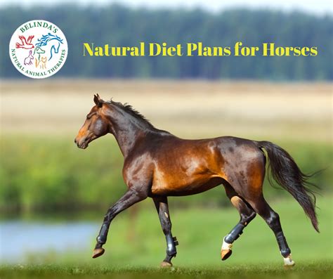 Equine Diet Plan Consult - Belindas Natural Animal Therapies