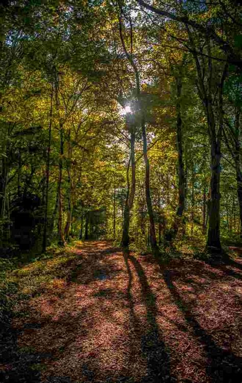 Wald der Stille in Salzburg (Stadt) | Schöne Heimat Fotoblog SN.at