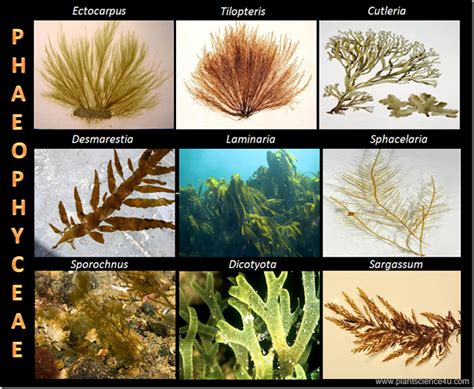 Characteristics of Phaeophyceae (Brown algae) | Plant Science 4 U