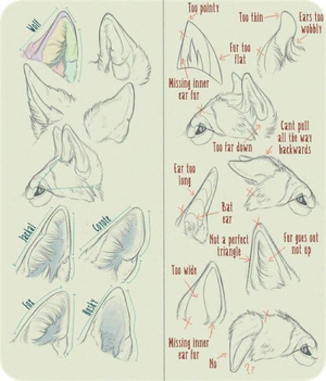 How To Draw Animal Ears at How To Draw