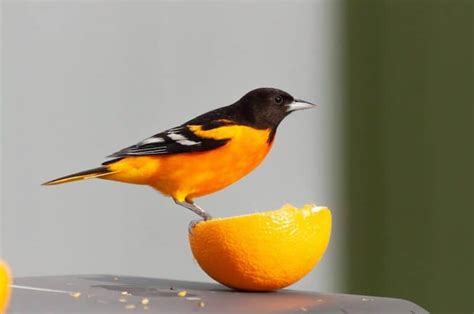 13 Animals That are Orange (with Pictures) - Wildlife Informer