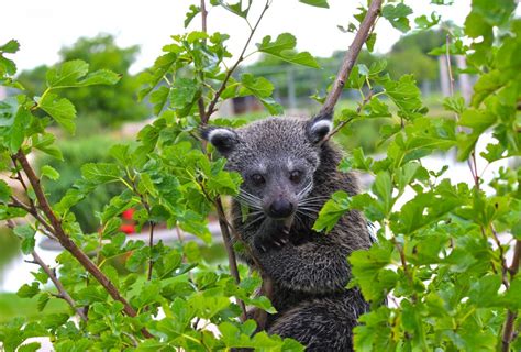 Zoo Near Me: A Quick Guide to the Best Zoos in Your City