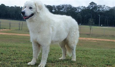 Brown Kuvasz Puppies