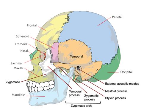 The Bones of the Skull | Human Anatomy and Physiology Lab (BSB 141)