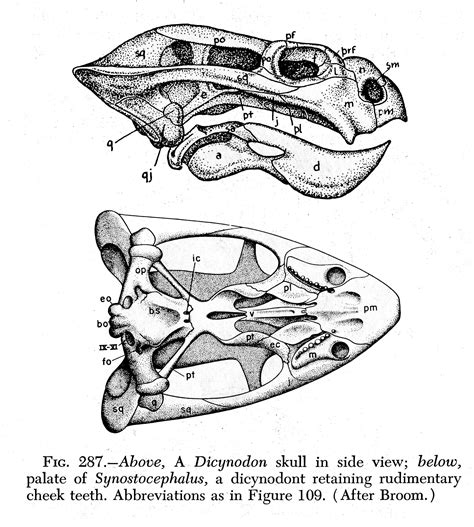 Organismal Biology