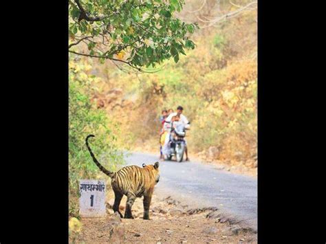 Man-eating tiger killed in Ooty - india - Hindustan Times