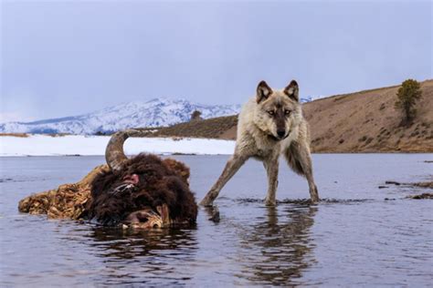 Nat Geo Photographer Dances With Wolves in Yellowstone and His Images ...