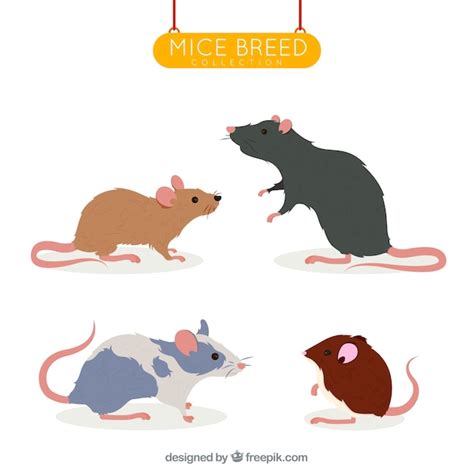 Set of four mice breeds | Free Vector