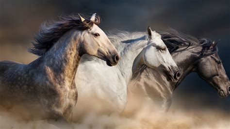 Download 3840x2160 Wallpaper Horses Animals, 4 K, Uhd 16:9, Widescreen ...