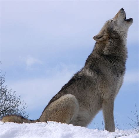 HD wallpaper: howl, howling, wolf, animal, wild, nature, fierce, animal ...