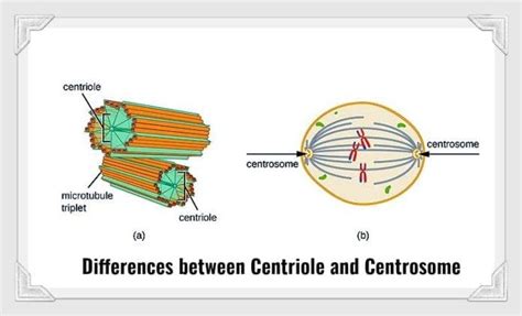 Centrosome vs Centriole | 8 Differences Between Centriole & Centrosome