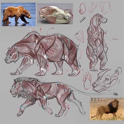 Art References: Photo | Animal drawings, Bear art, Animal sketches