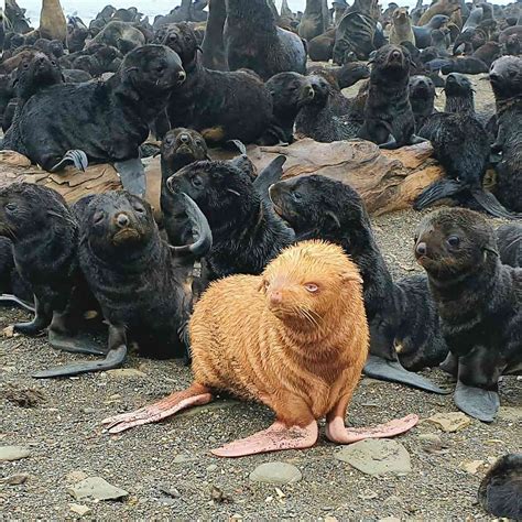 Rare Albino Seal Pup in Russia Gets Named 'the Ugly Duckling'