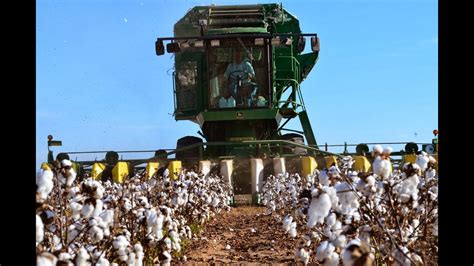 How Cotton Is Made , Modern Cotton Farming Process planting and Harvesting ,Cotton To Yarn ...