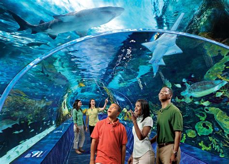 Gatlinburg Aquarium Coupons | Gatlinburg Aquarium Ripley's