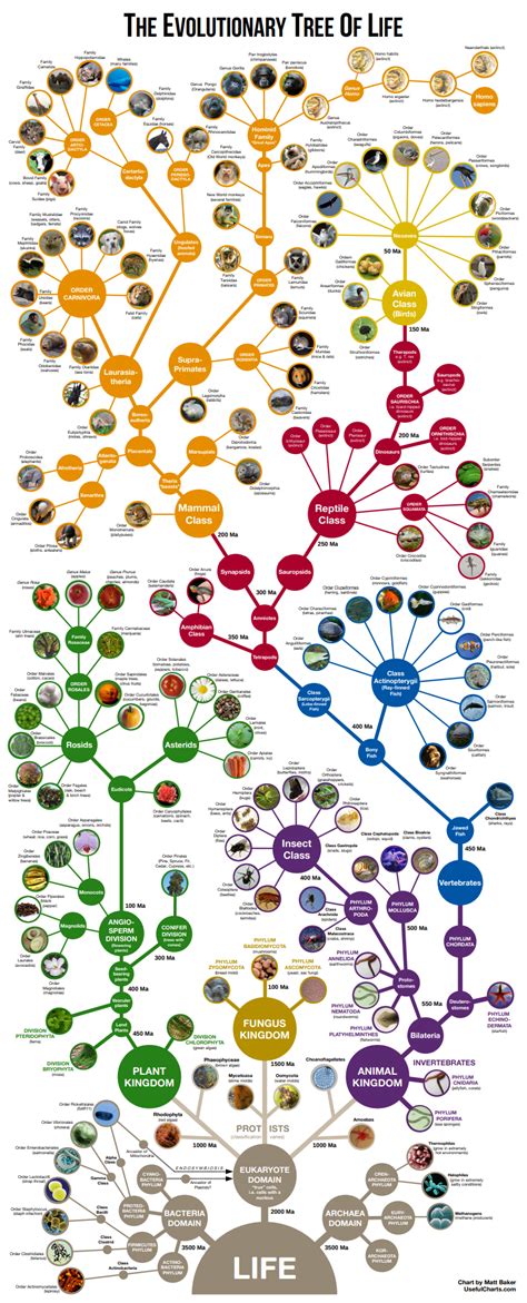 My chart in BBC Science Focus | Science infographics, Evolutionary ...