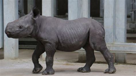 Zoo's newborn baby black rhino will make you feel joy again | Mashable