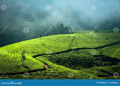 Sunrise At Tea Plantation. India, Munnar, Kerala Royalty Free Stock ...