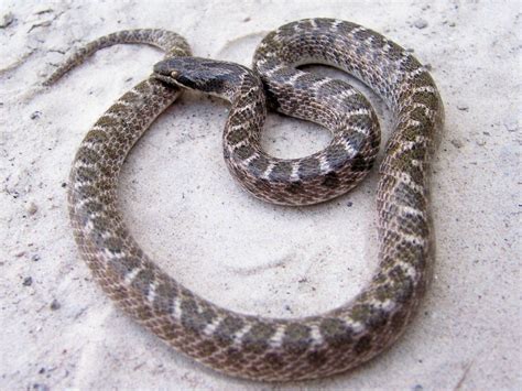 Texas Night Snake (Hypsiglena torquata jani), adult - a photo on Flickriver