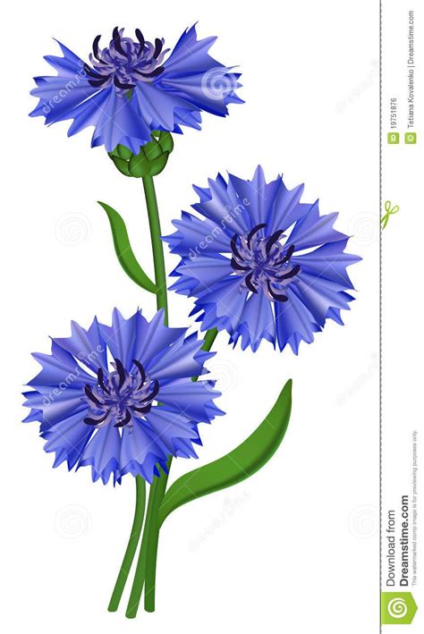 Photo about Flowers blue cornflower (Centaurea cyanus). Illustration ...