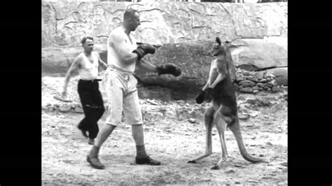 Boxing Kangaroos vs Man - YouTube