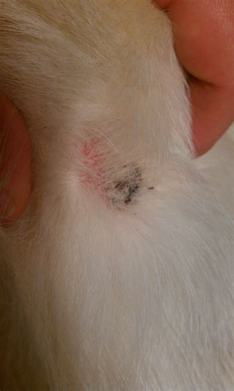 White Spots On Dogs Skin