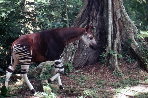 Okapi conservation gets a boost, with new DRC reserve management ...