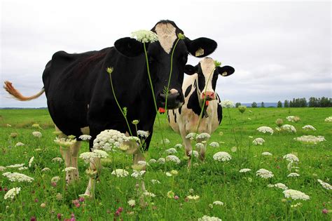 Two cows in a field of yarrow Photograph by Gary Corbett - Fine Art America