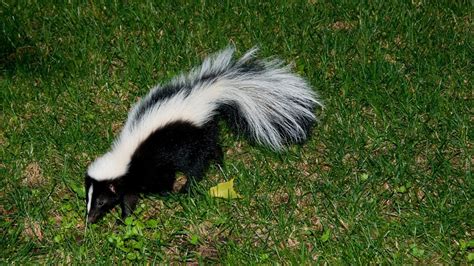 What Do Skunks Eat? – Interesting Animal Facts