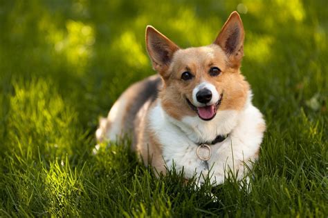 Corgi Puppies Wallpaper (54+ images)