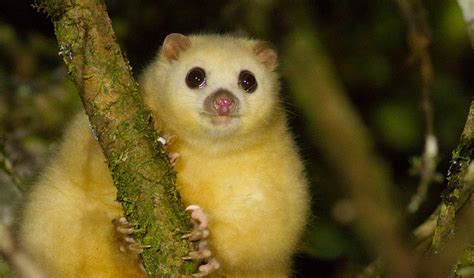 Scientists spot rare white lemuroid possum during AG sponsored expedition - Australian Geographic