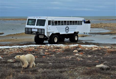 Tundra Buggy Day Tours | Frontiers North Adventures